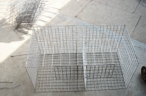 The Caged A caged bird, however, is present on the grave of dreams.