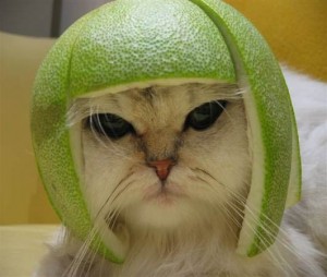 A Time-Strapped Cat The cat is adorable.