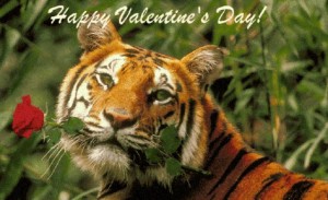 For your little tiger enthusiast, this Tiger Valentine's Day Box is ideal.
