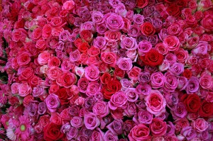 A bunch of Rosses, which were vividly coloured and stunning to look at.