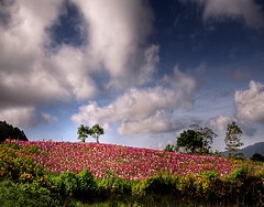 field-of-flowers