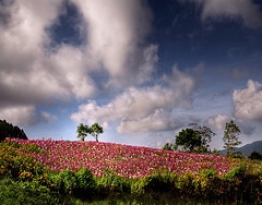 field-of-flowers1