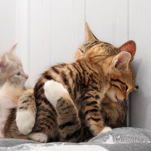A Kitty Hug the moment a soft cat snuggle up in your lap.