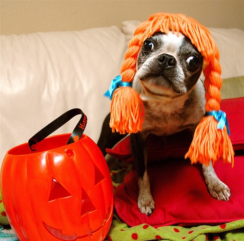 even-furry-friends-like-halloween