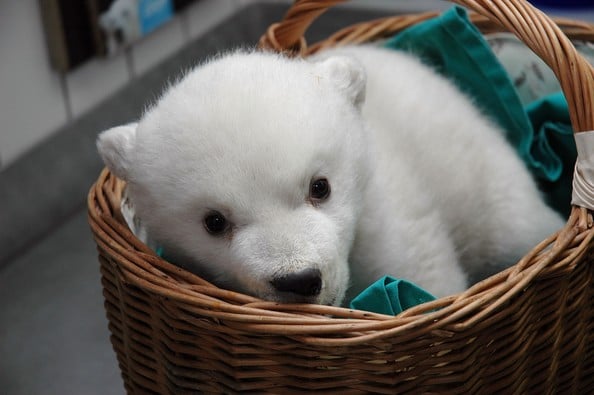 babypolarbear