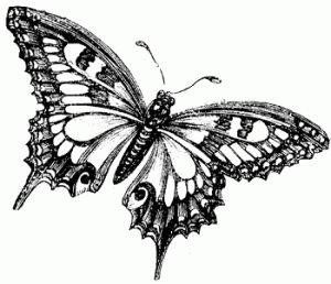A butterfly is a big, flightless insect with a tiny body.