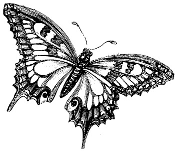 butterfly_3_md