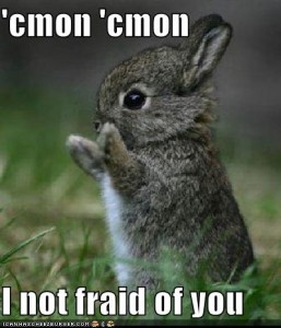 An Afraid Rabbit was black in hue and incredibly adorable.