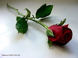 tn_red-rose-bud-on-stem