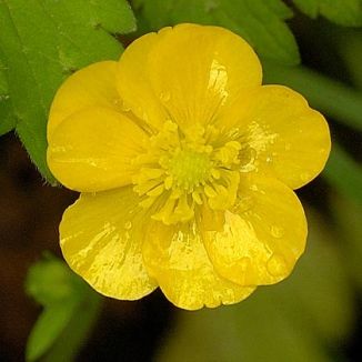 Buttercup,-creeping-1