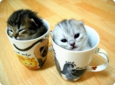 kitties_in_a_cup