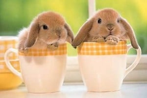 Bunnies in Teacups These bunny images were taken twice.