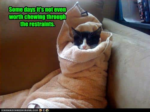 kitty in towel restraints