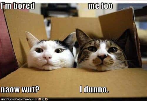 funny-pictures-box-cats-are-bored