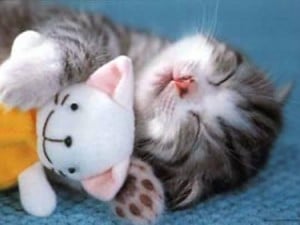 A sweet cat resting with a cat toy