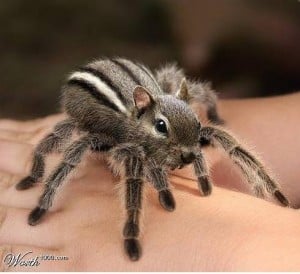 It seems so unusual to be a spider squirrel, and the girl is holding it in her palm.