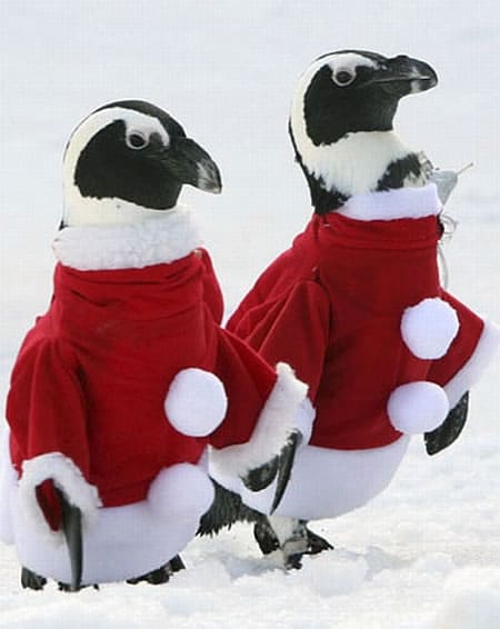 santa-claus-penguins