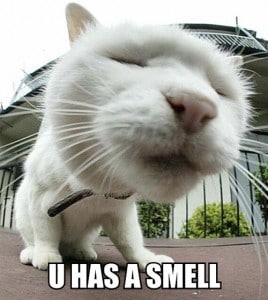 The Smell Cat is adorable and has great colour.