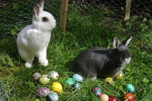 There were two rabbits during the Easter Bunny Egg Hunt.