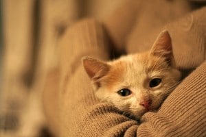 A cat that appears to be very charming and has a brownish colour.