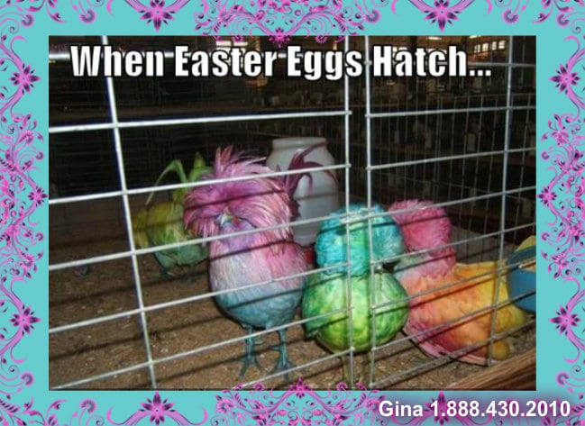 hatched easter eggs gina