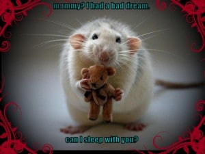 Baby-Adult Bad Dream A white rat was keeping the teddy there.